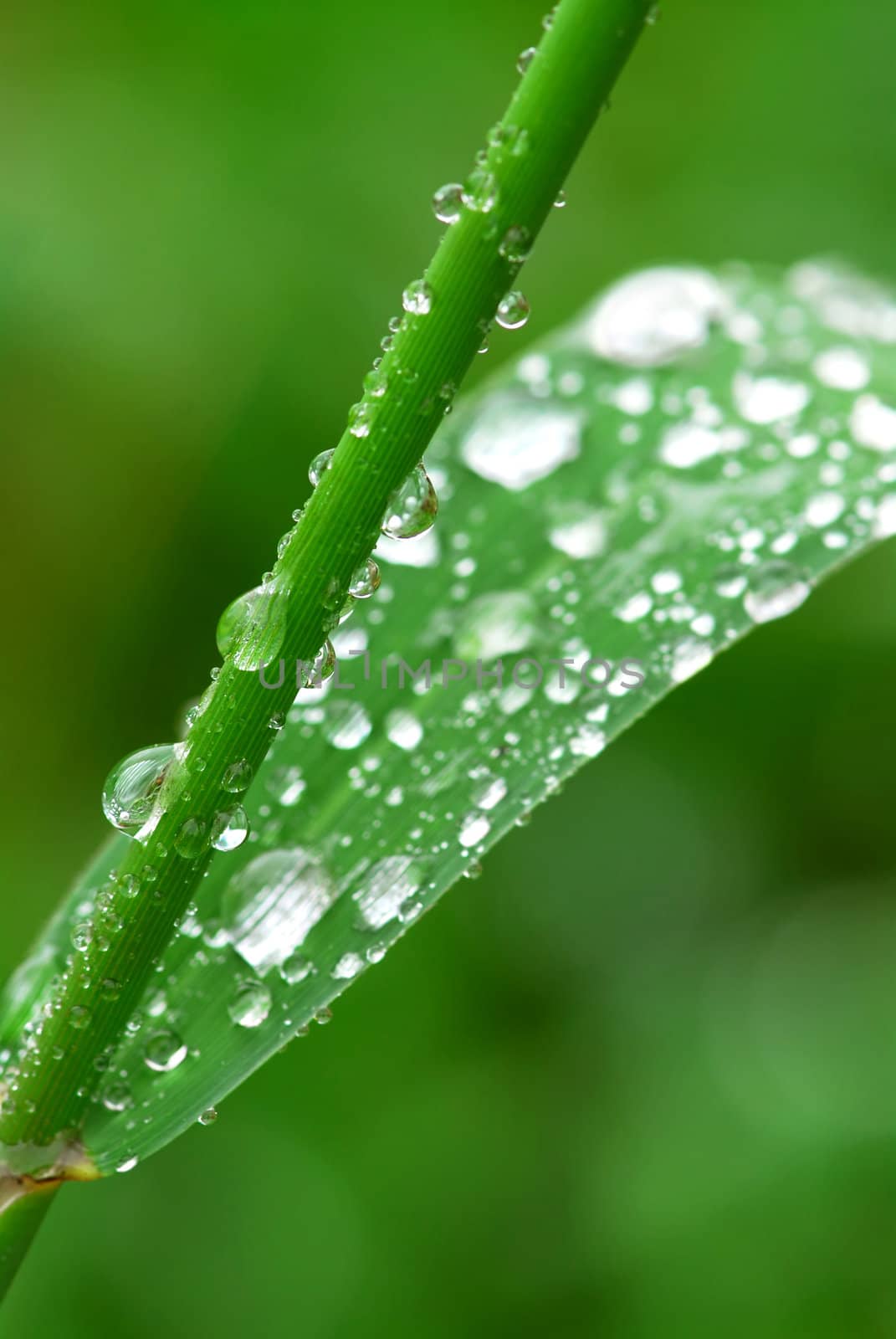 Big water drops on a green grass blade and stem, macro
