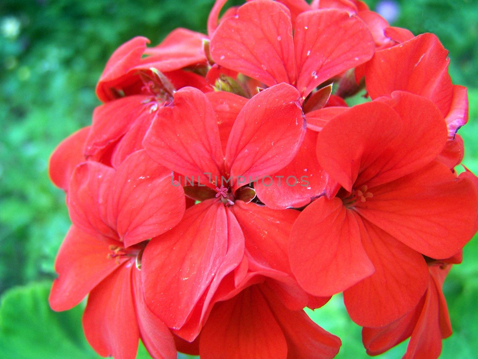 Close up of the red phlox blossom.