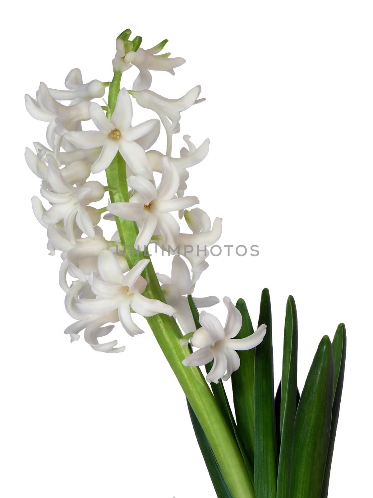 white hyacinth by RAIMA