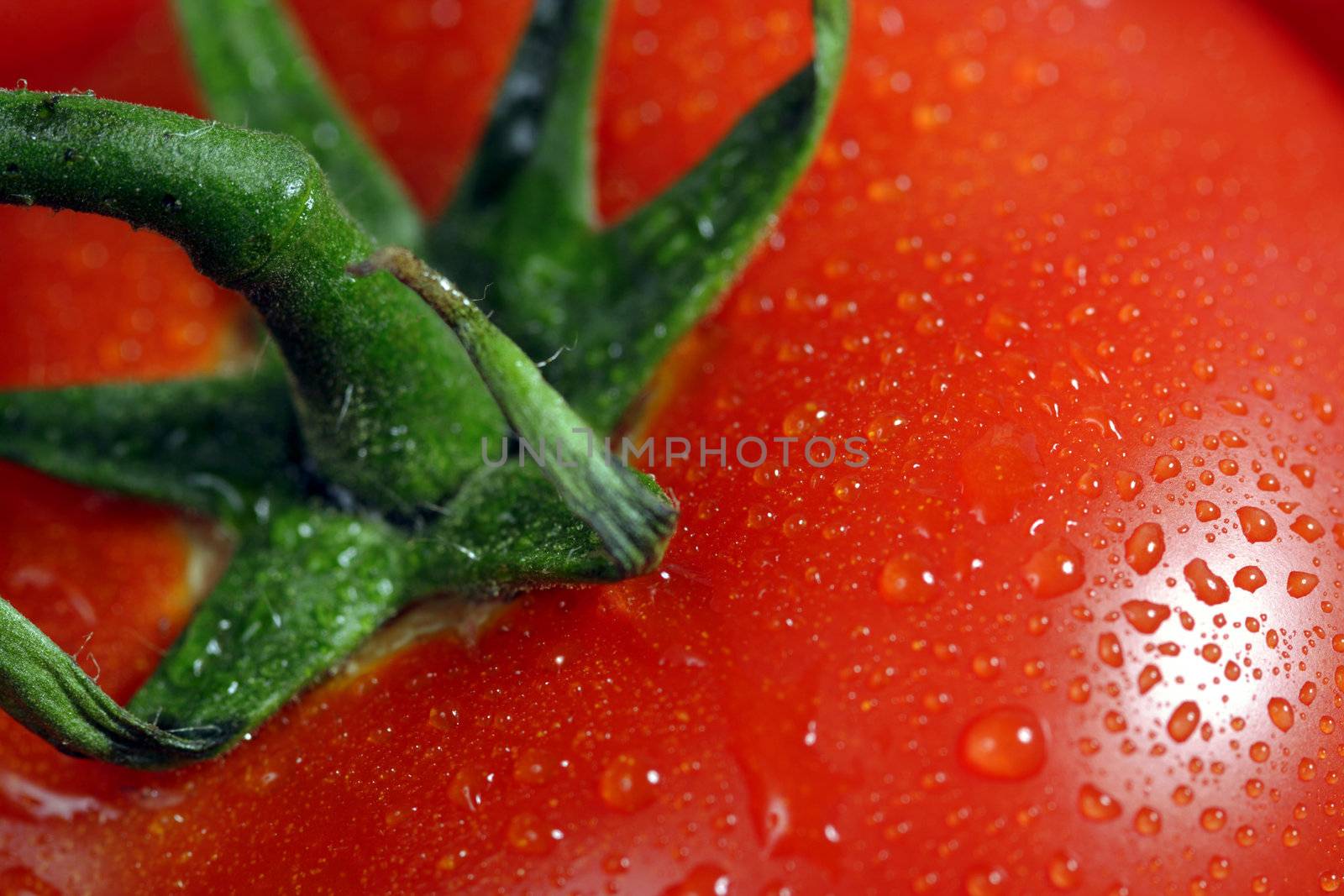 Macro closeup of a single tomato covered in rain droplets.
