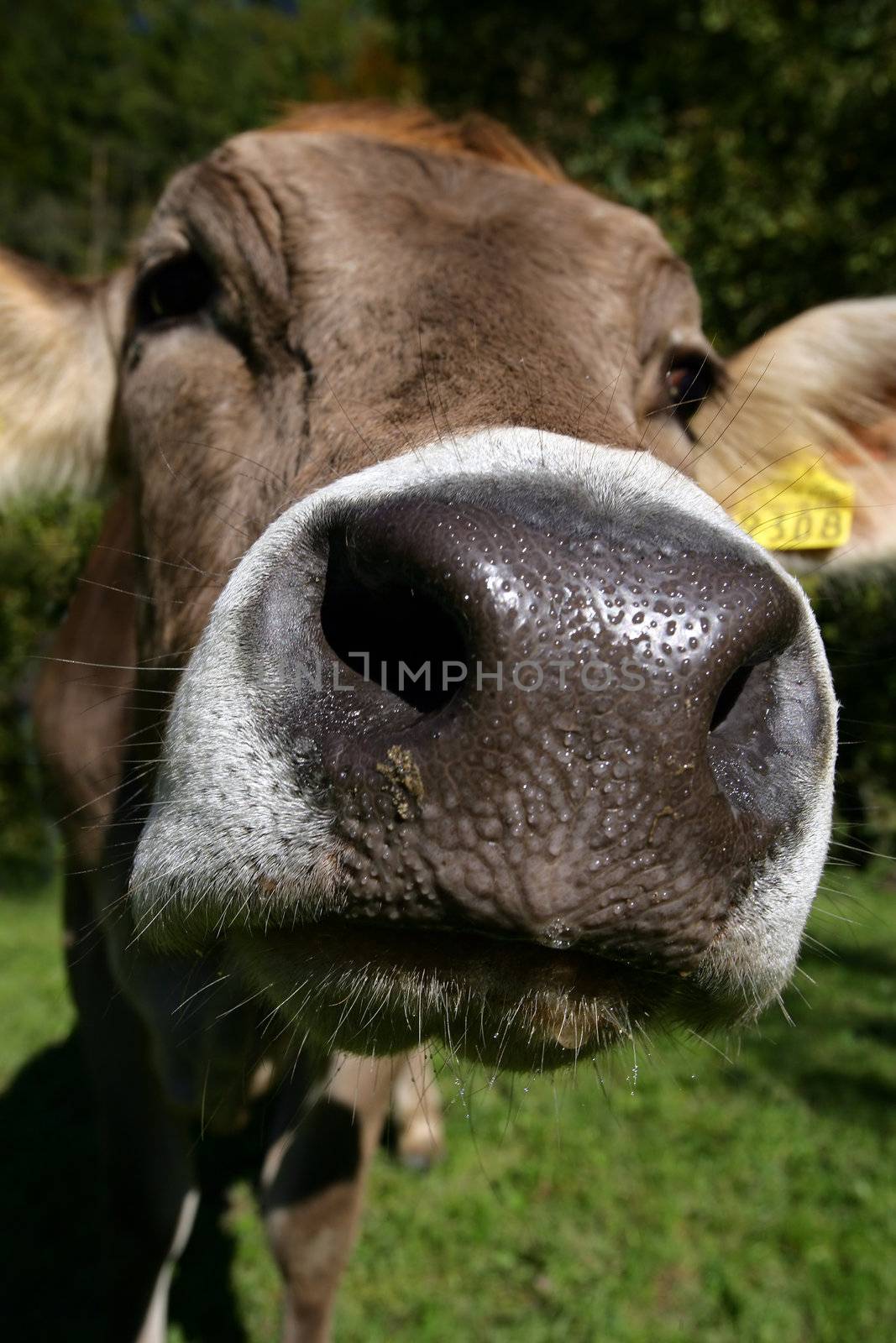 The curious snout of a Swiss cow.
