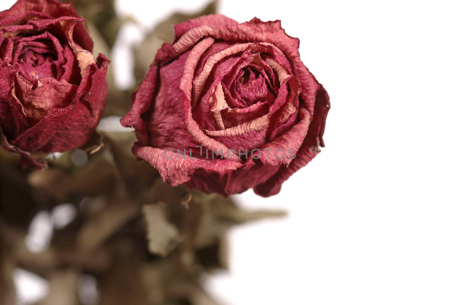 Shallow depth of field image of dried red roses.
