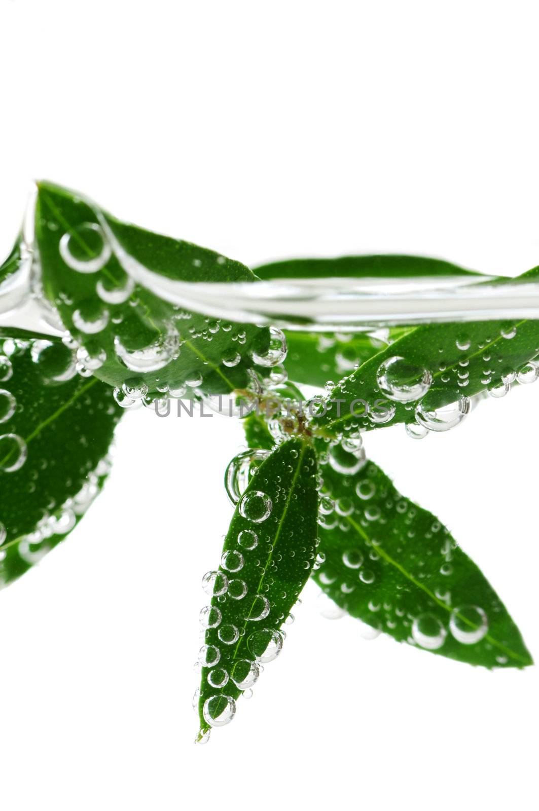 Green leaves of a plant submerged in water with air bubbles