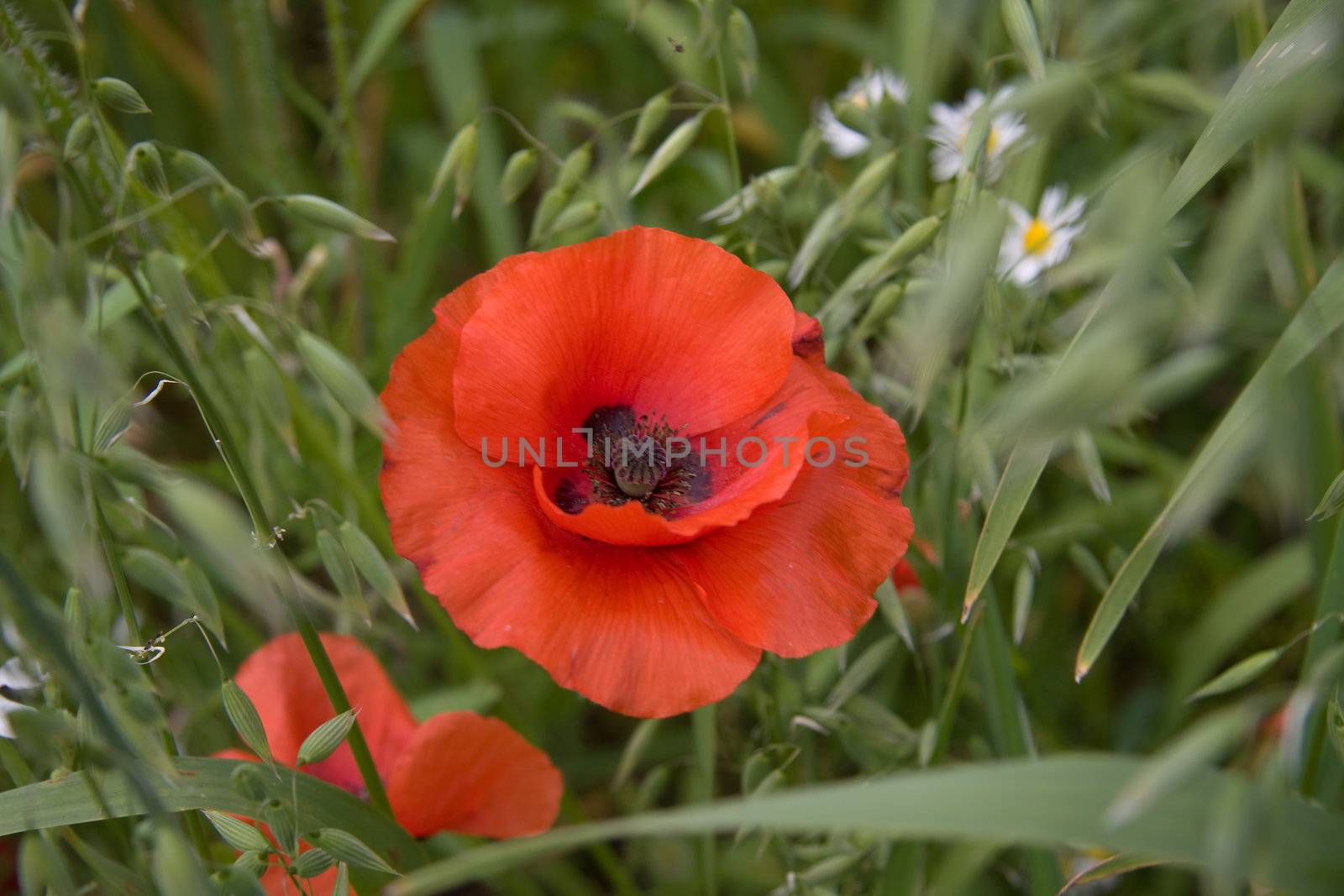 Beautiful poppy in amongst the grass and wildflowers.