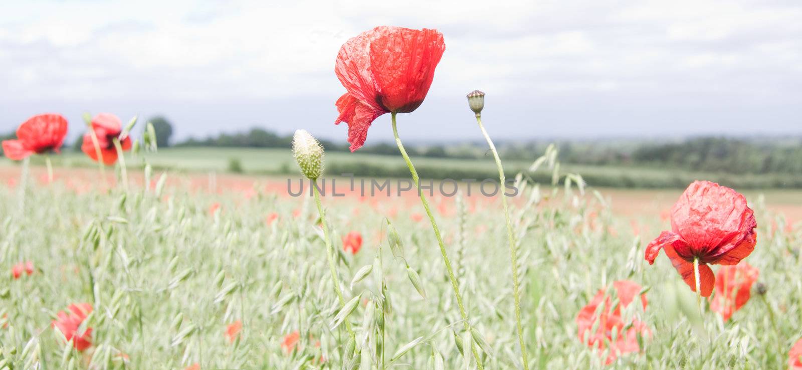 Tall poppy standing high,in a field full of poppies and wild flowers.