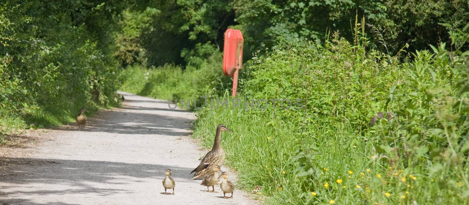 Mother duck takes her three babies for their first walk along the cannal bank
