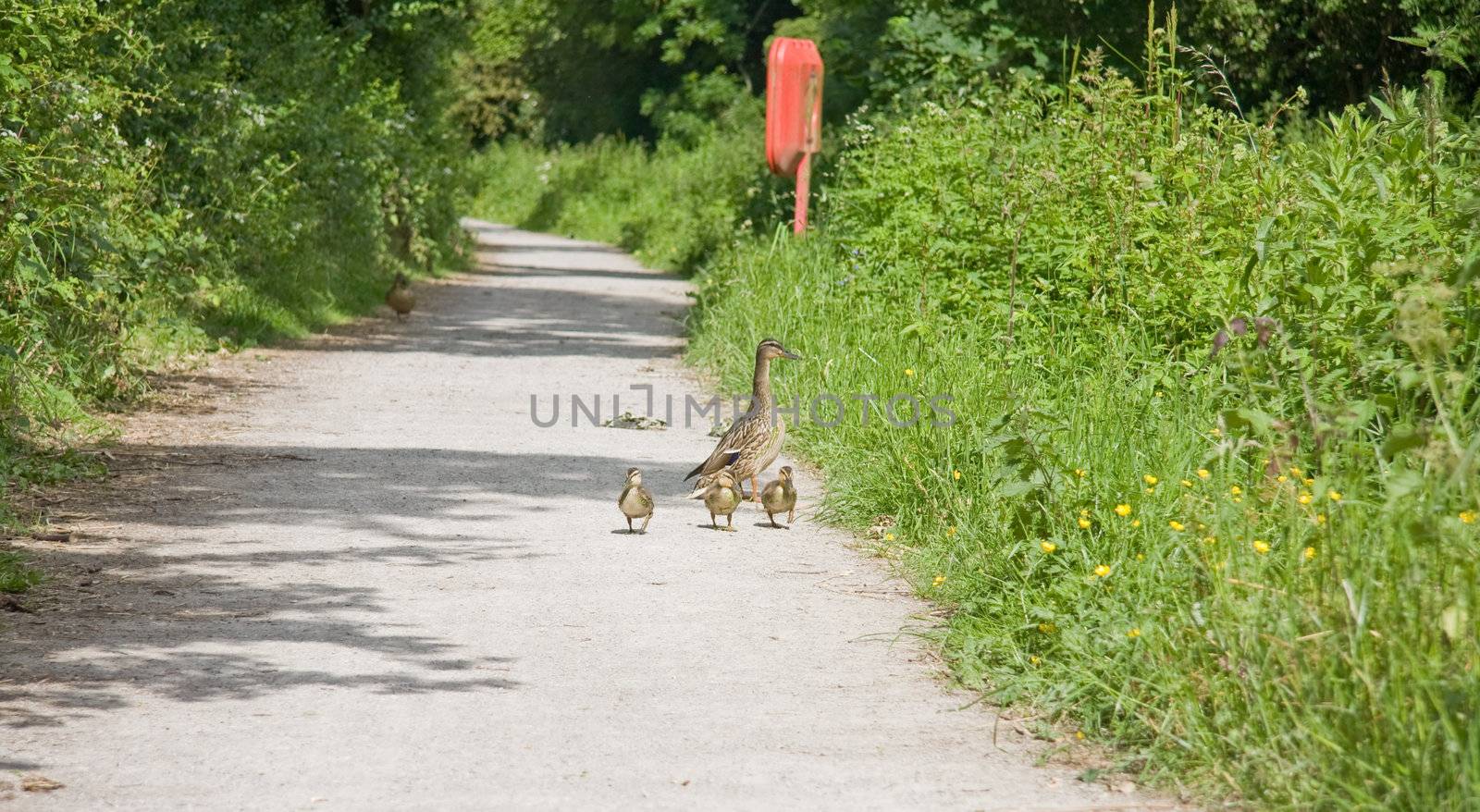 Mother duck walks her three baby ducklings along the cannal bank.