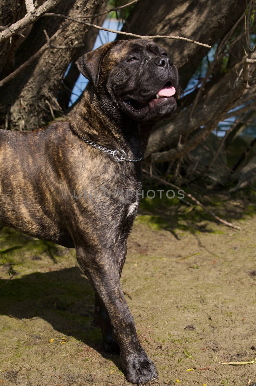A bullmastiff standing in the sand.