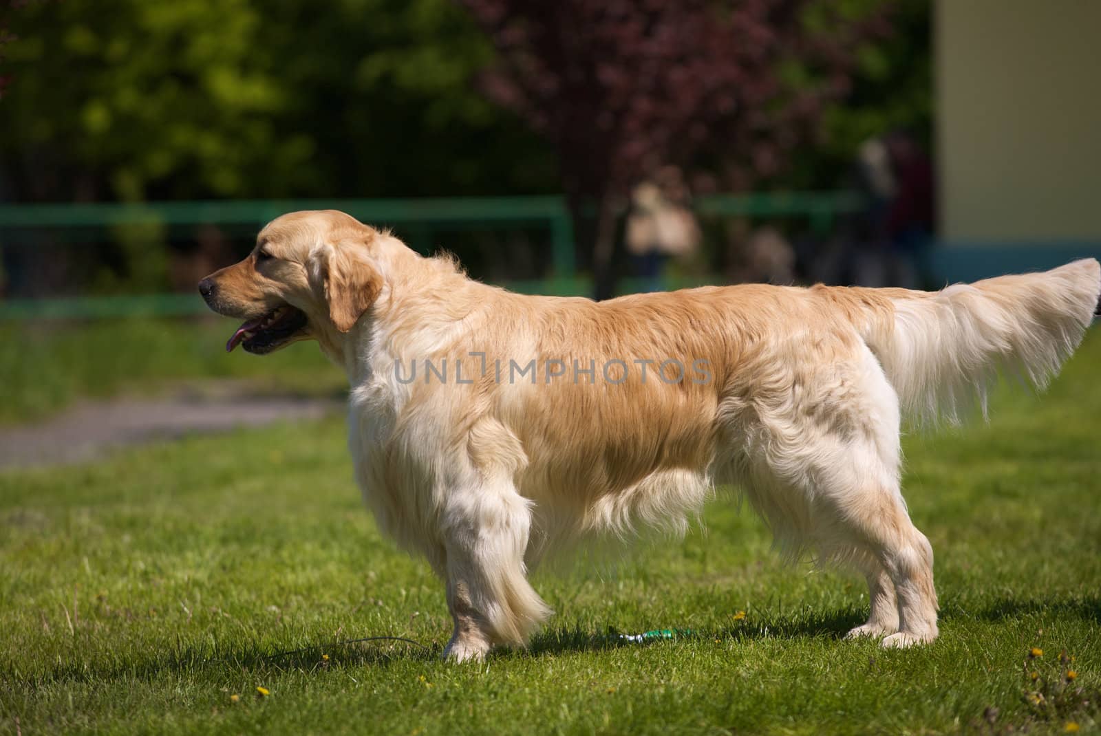 A golden retriever standing in a park.