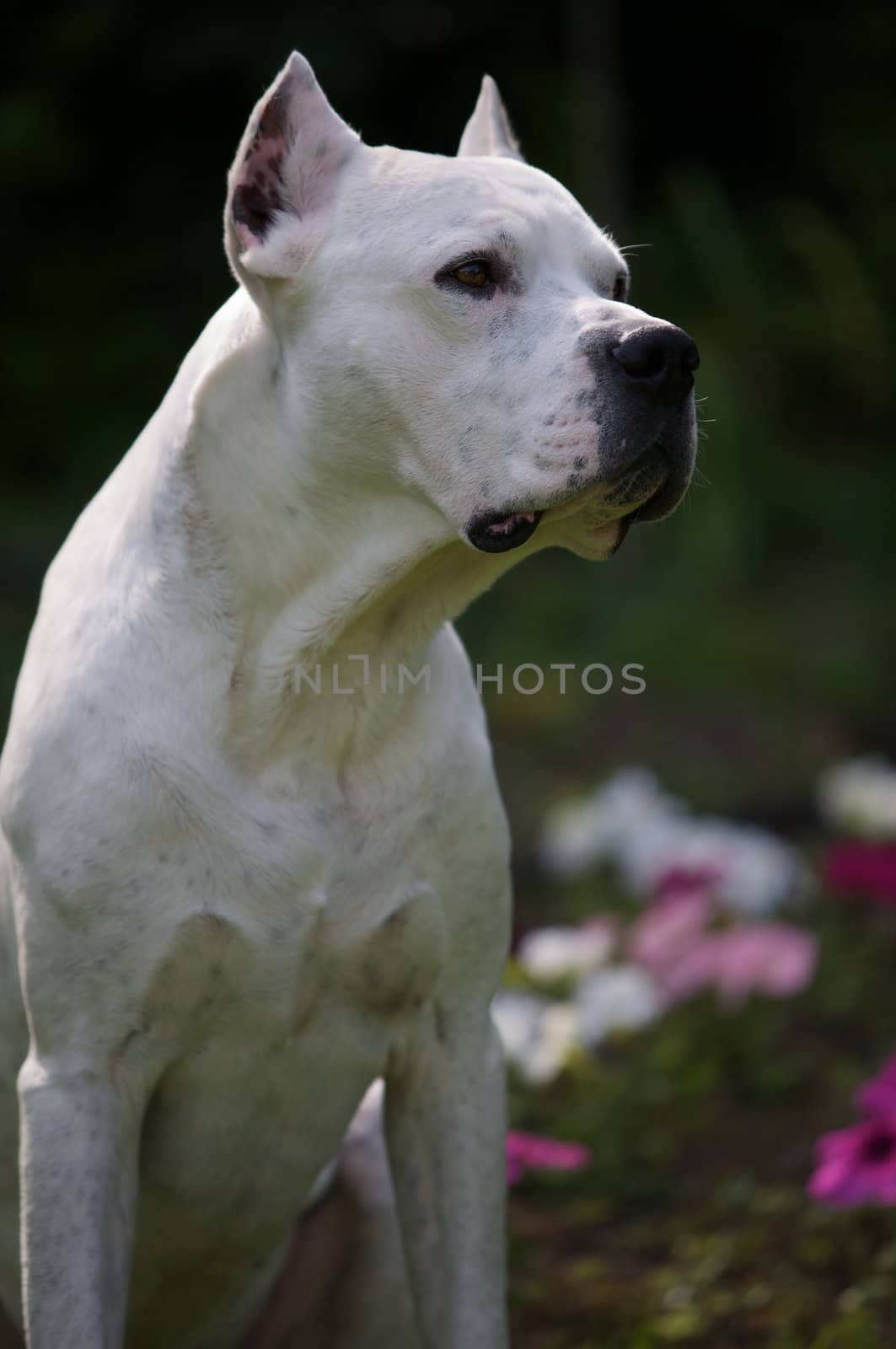 An argentin dog sitting in a garden.