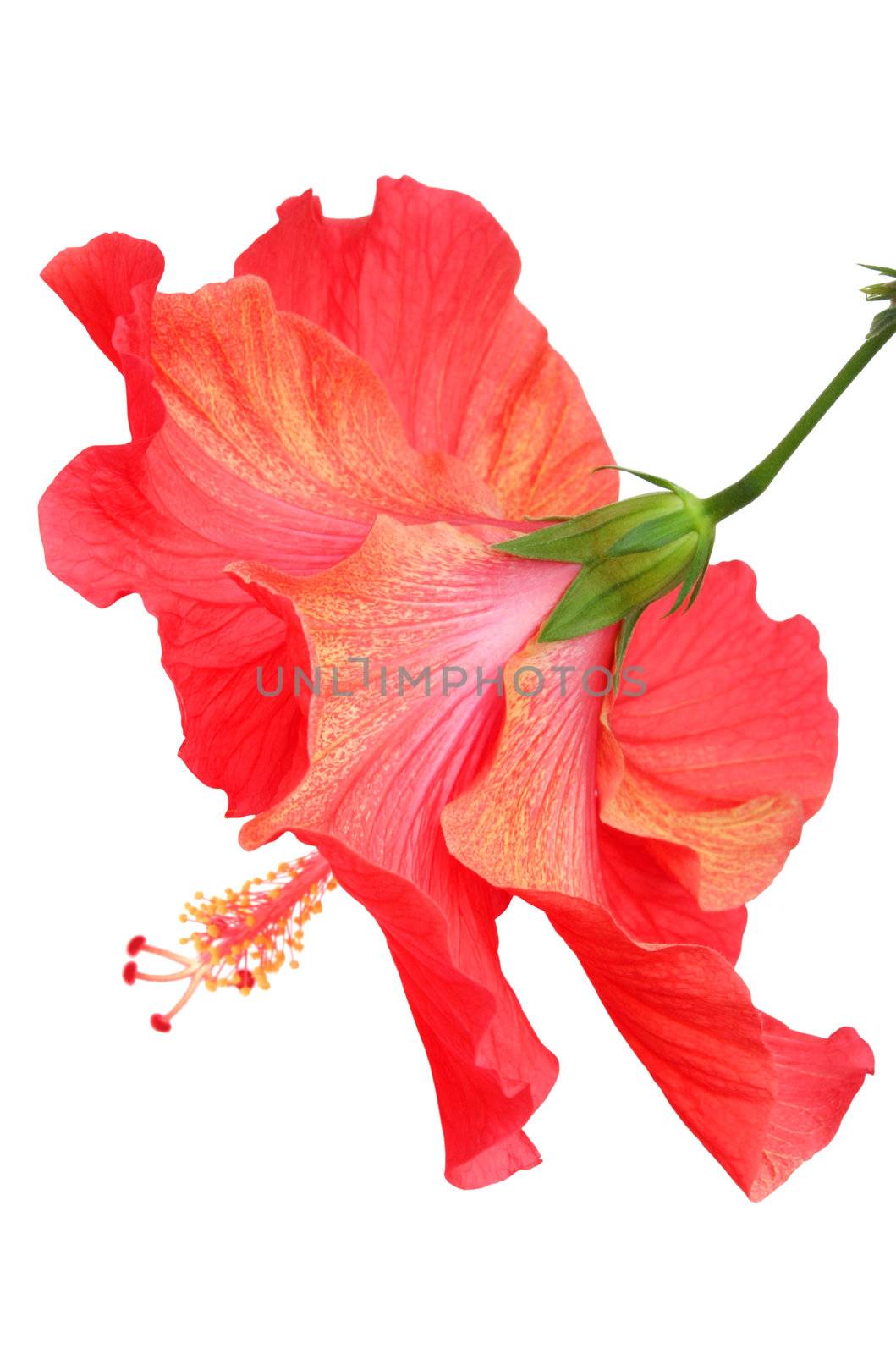 Beautiful red hibiscus isolated on white