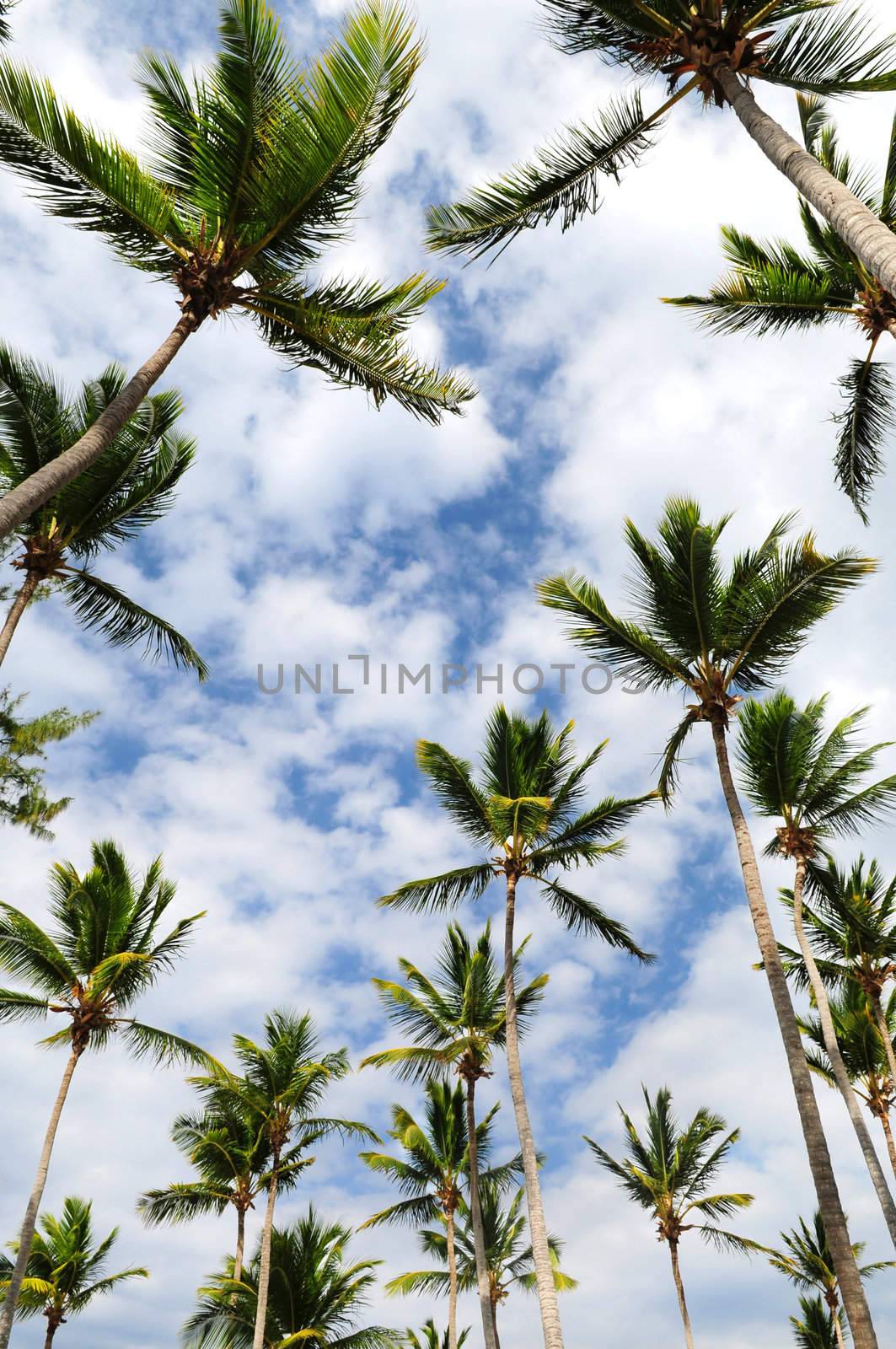 Tropical background of palm tree tops with blue sky