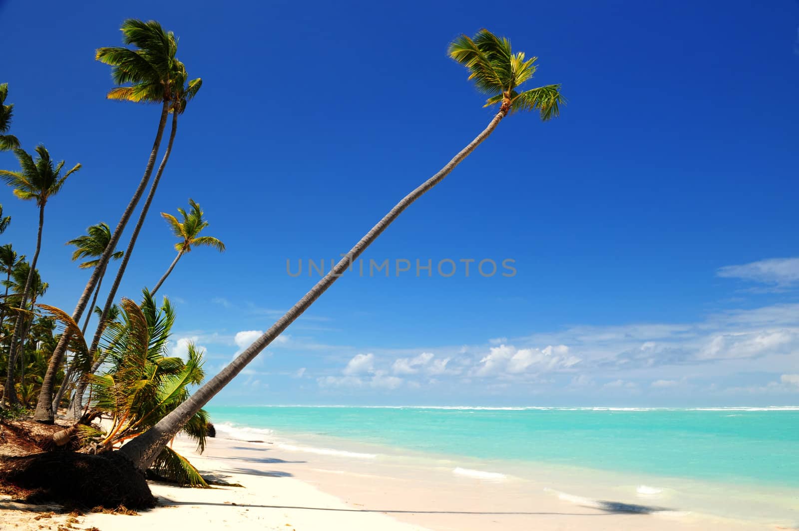 Pristine tropical beach with palm trees on Caribbean island