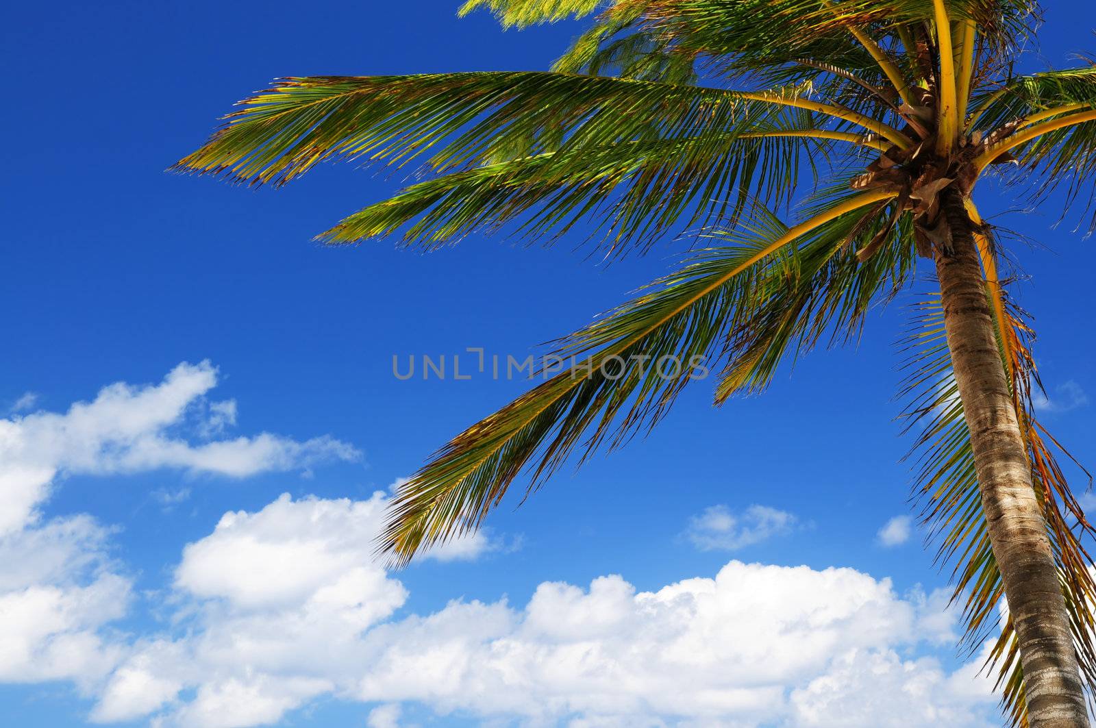 Palm tree canopy on blue sky background