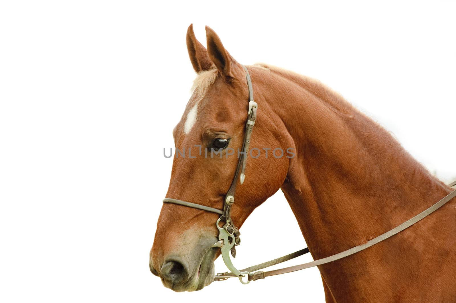 Closeup of a Saddlebred horse isolated on white