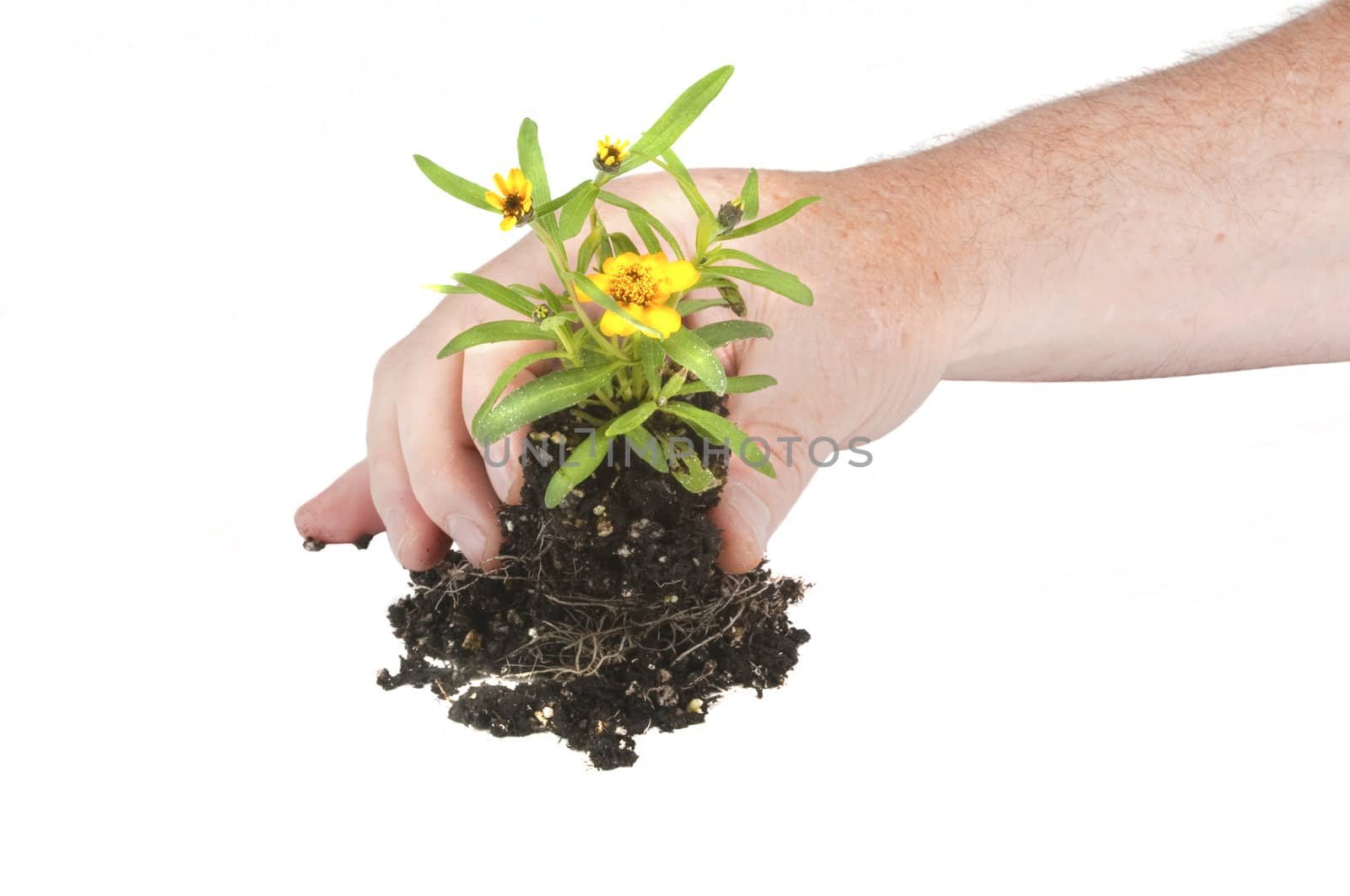 Small seedling flower ready for planting