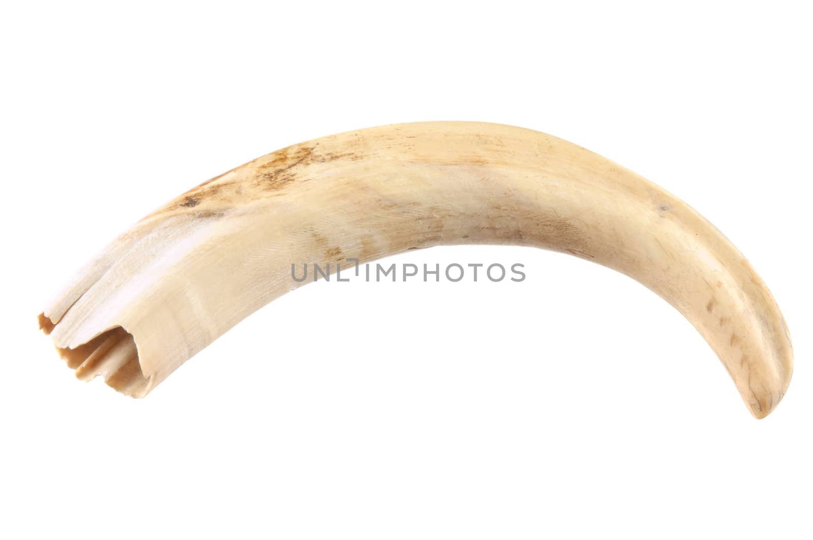 African Warthog (phacochoerus africanus) tusk isolated on white