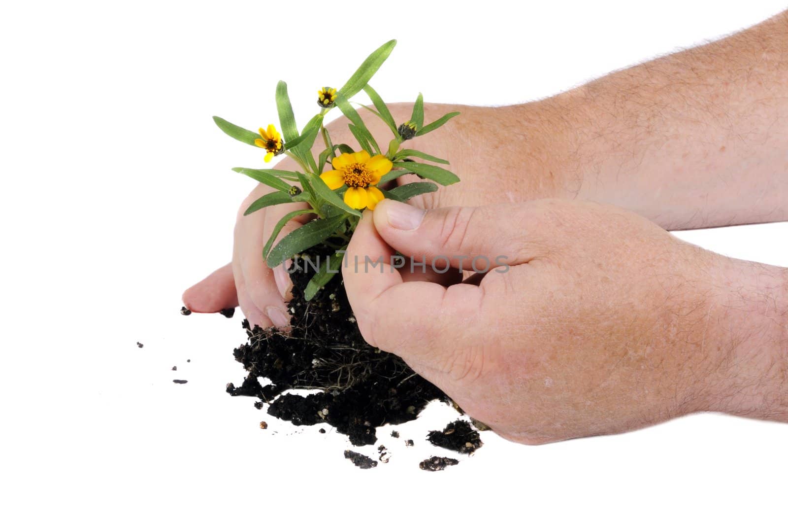 Gardener preparing to pot plant isolated on white