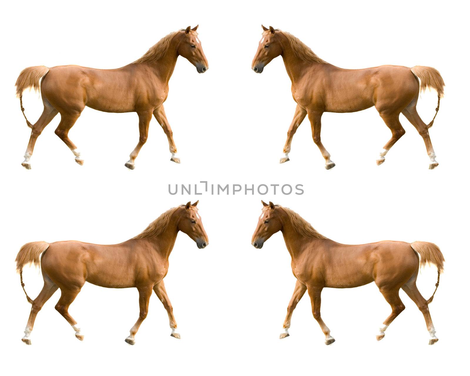 multiple images of a Saddlebred horse 