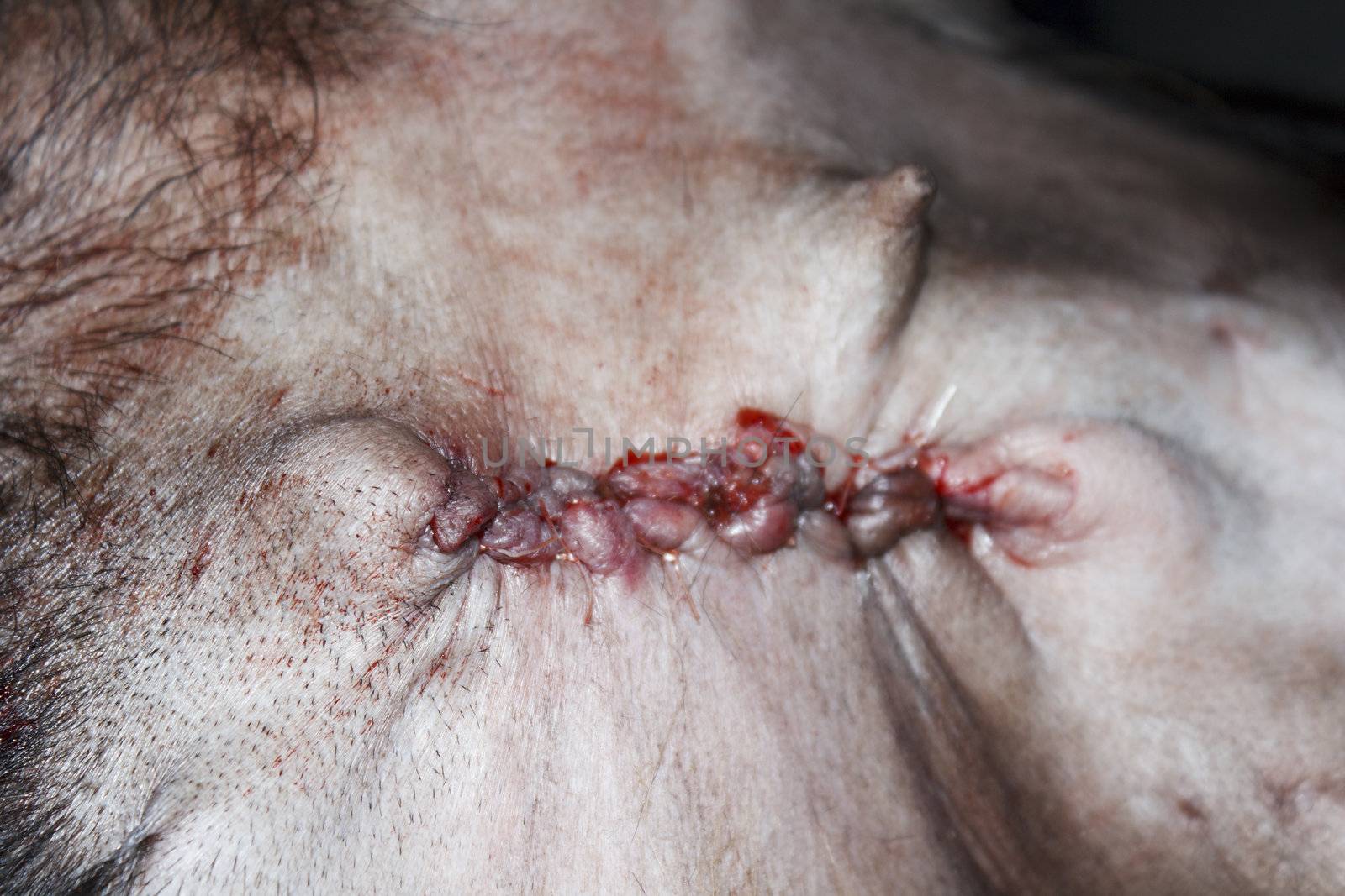 A suture wound after surgery tumor from breast of Rottweiler