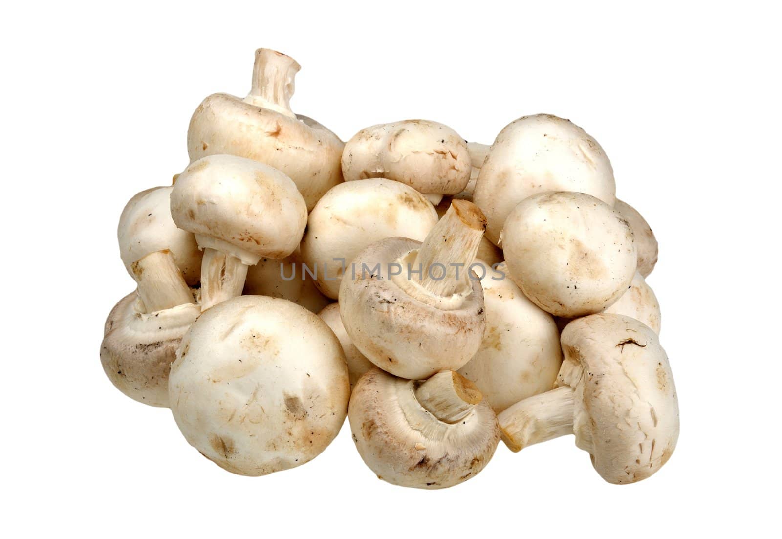 champignon on a white