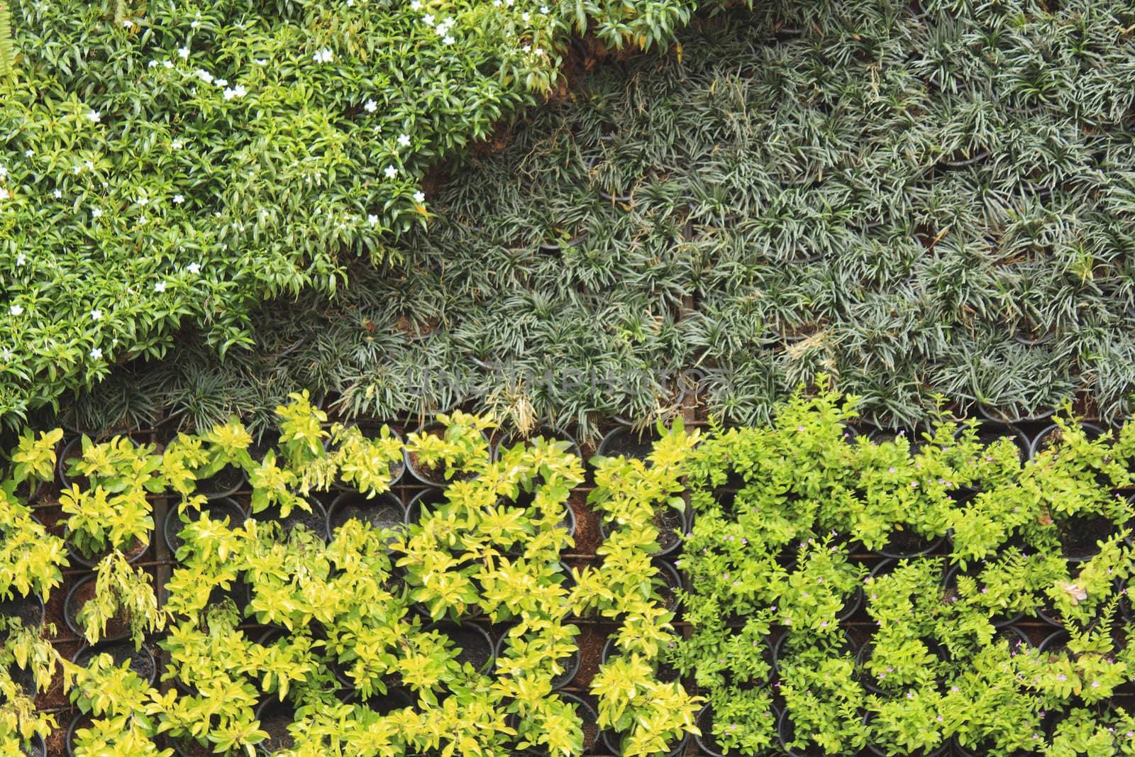 Various of potted plant hanging on wall as decoration