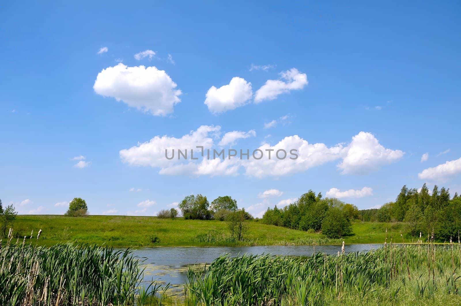 summer landscape