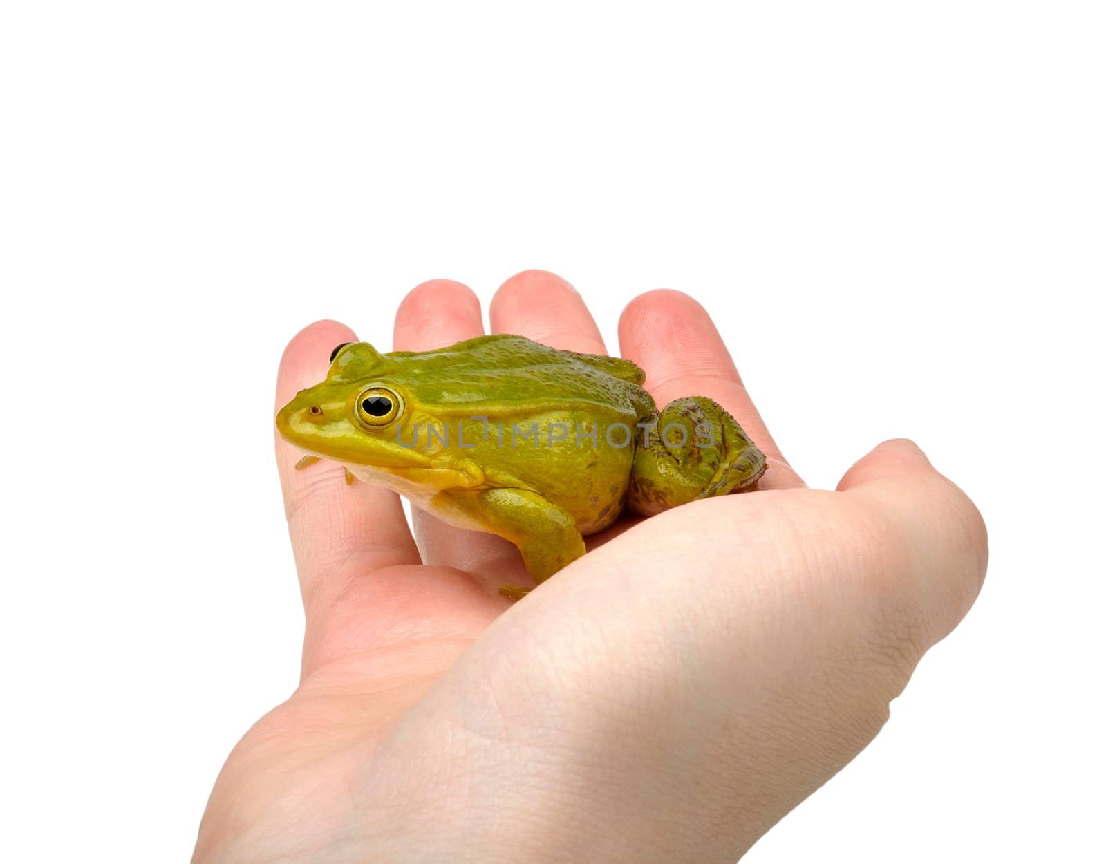 frog on hand