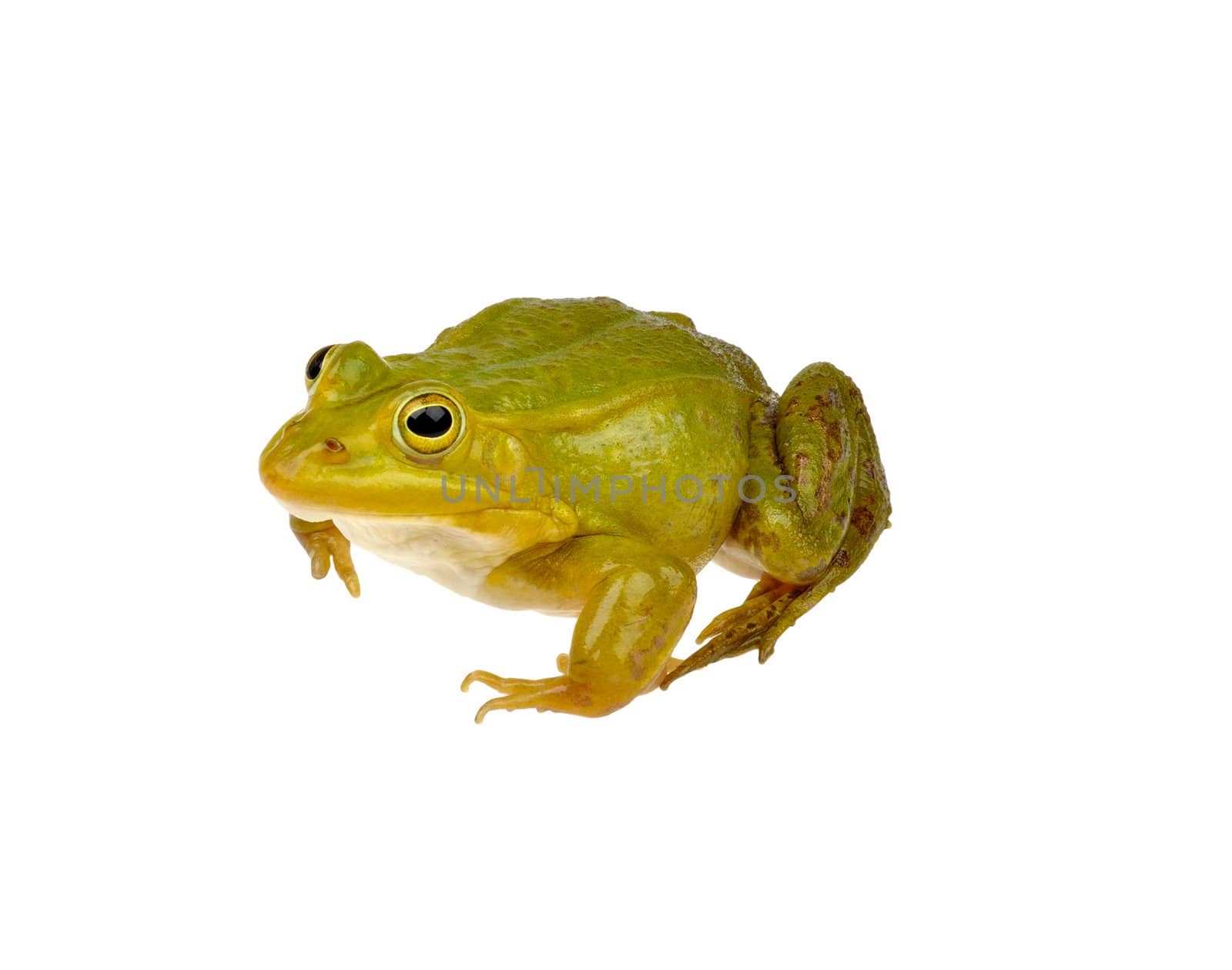 frog