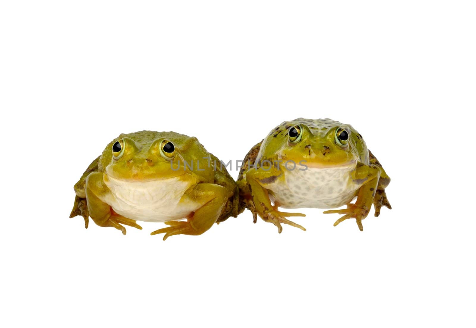 two frogs