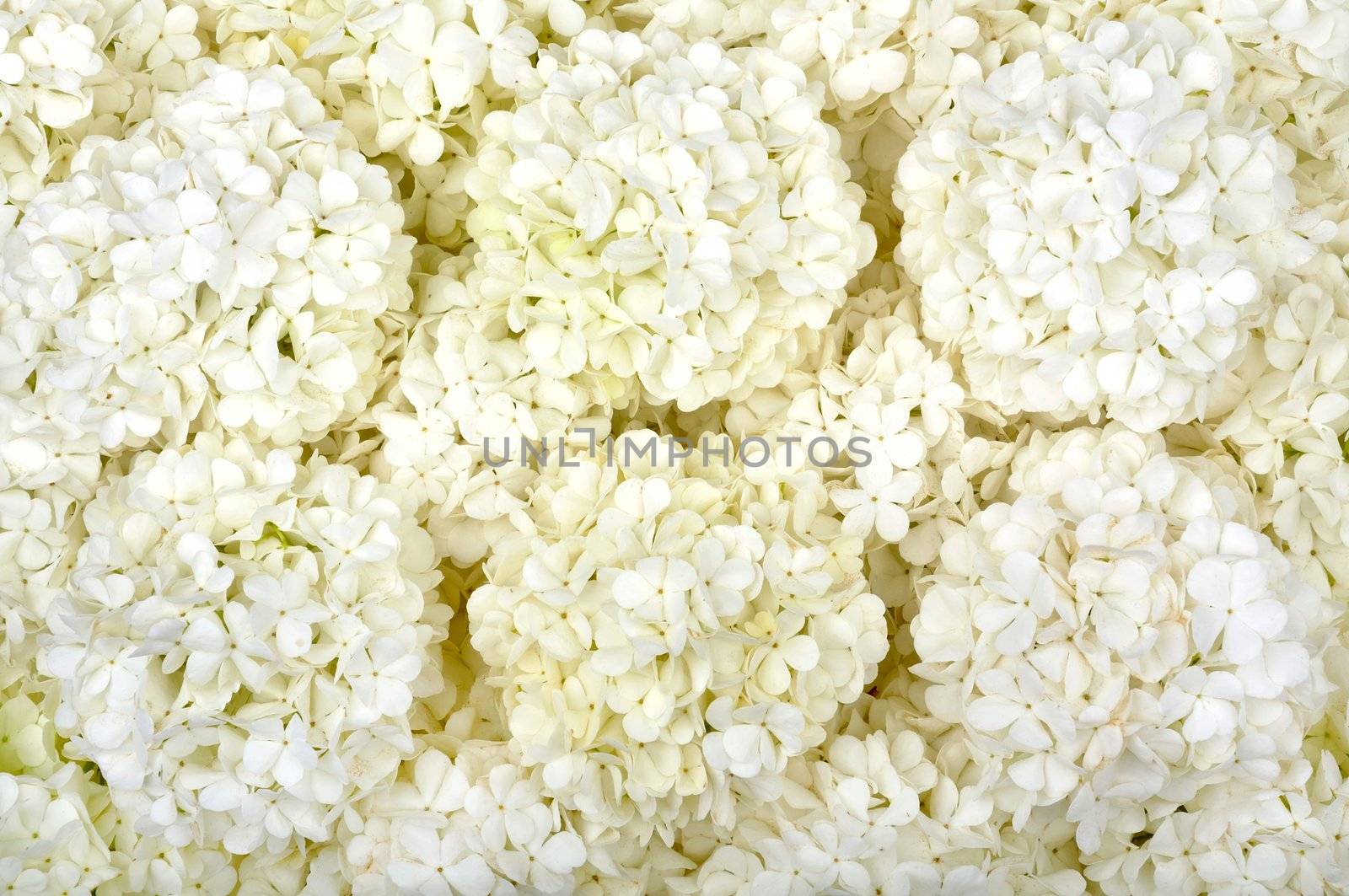 background of white flowers
