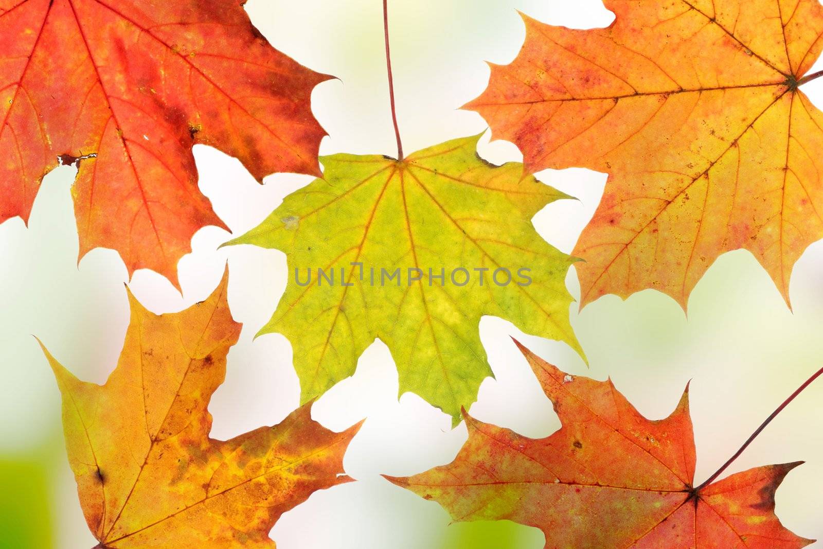Autumn background by BDS