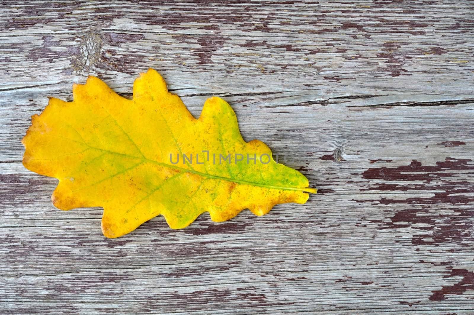 yellow oak leaf on old wooden background