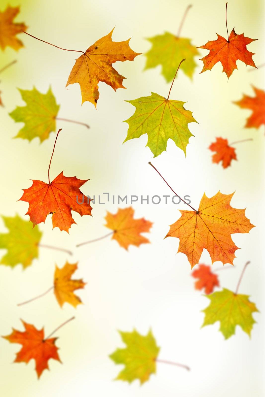 Autumn background - maple leafs falling down