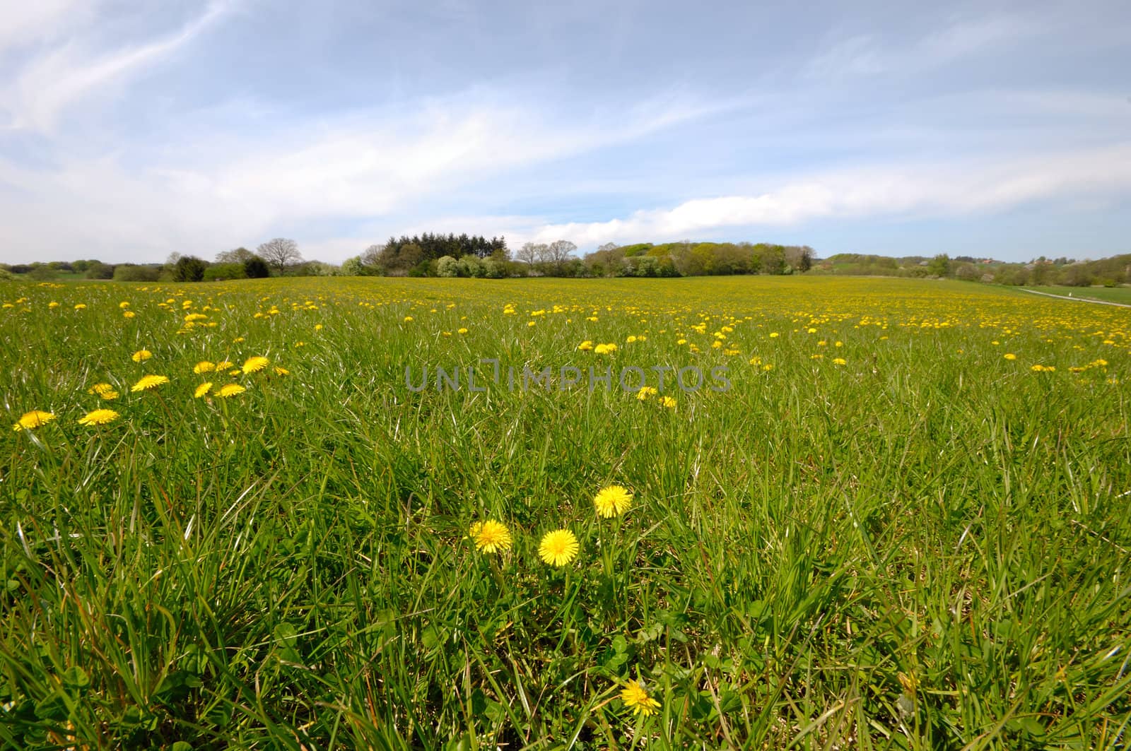 A farmland with dandelions and green grass