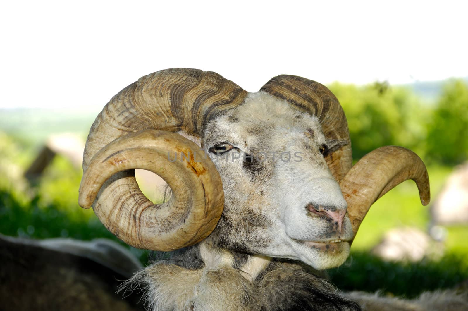 A goat with big horns is resting under a tree