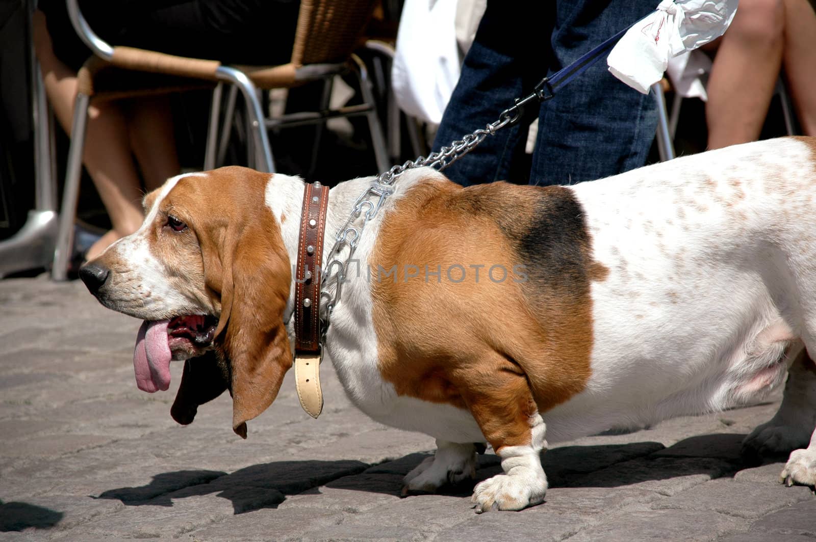 Sweet and sad basset dog