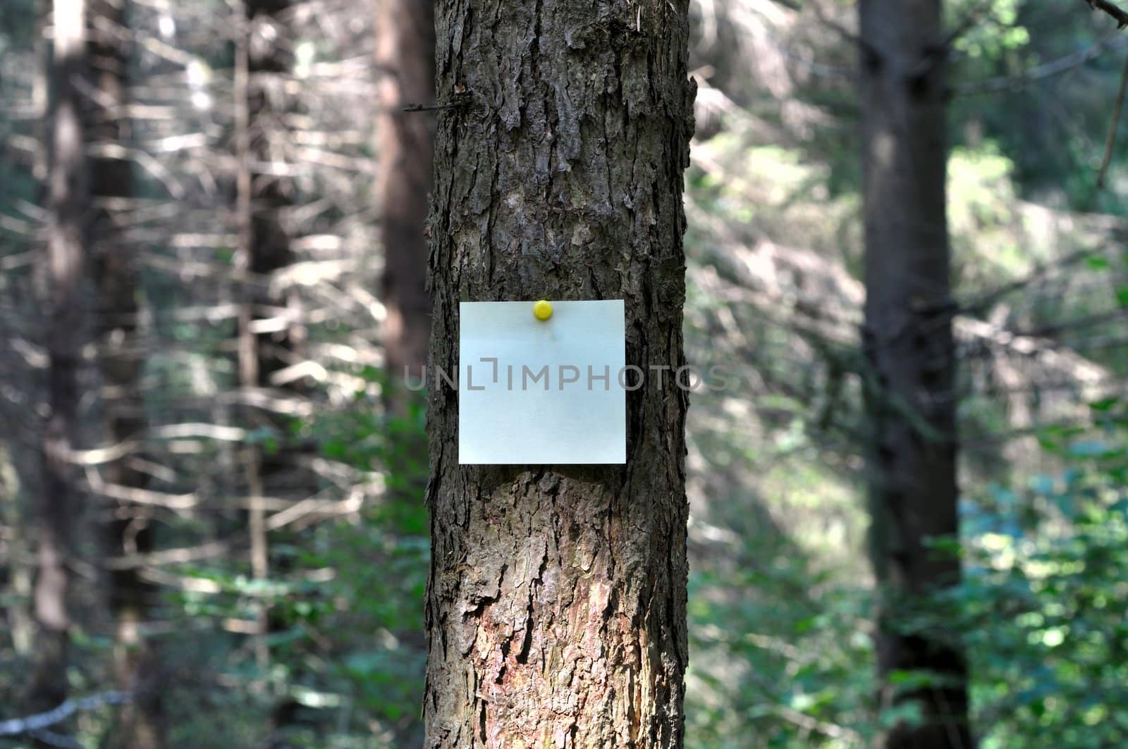 Reminder notes on the trunk of spruce