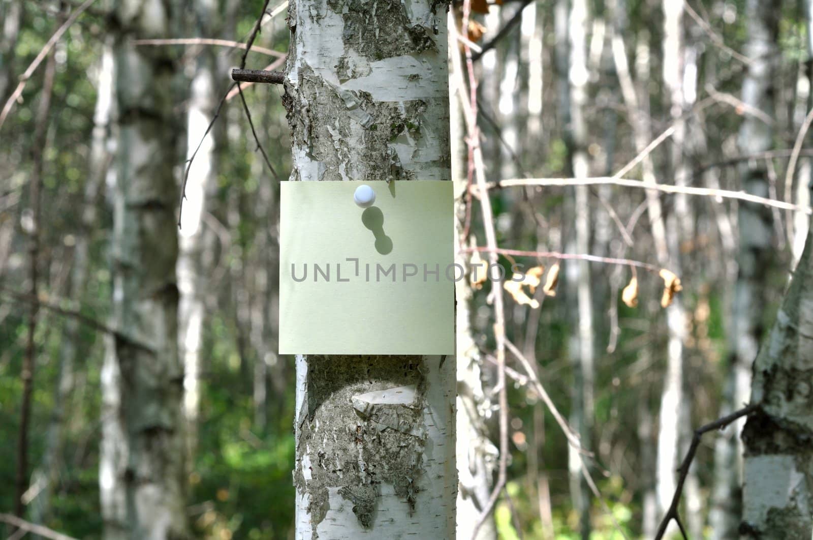 Reminder notes on the trunk of birch
