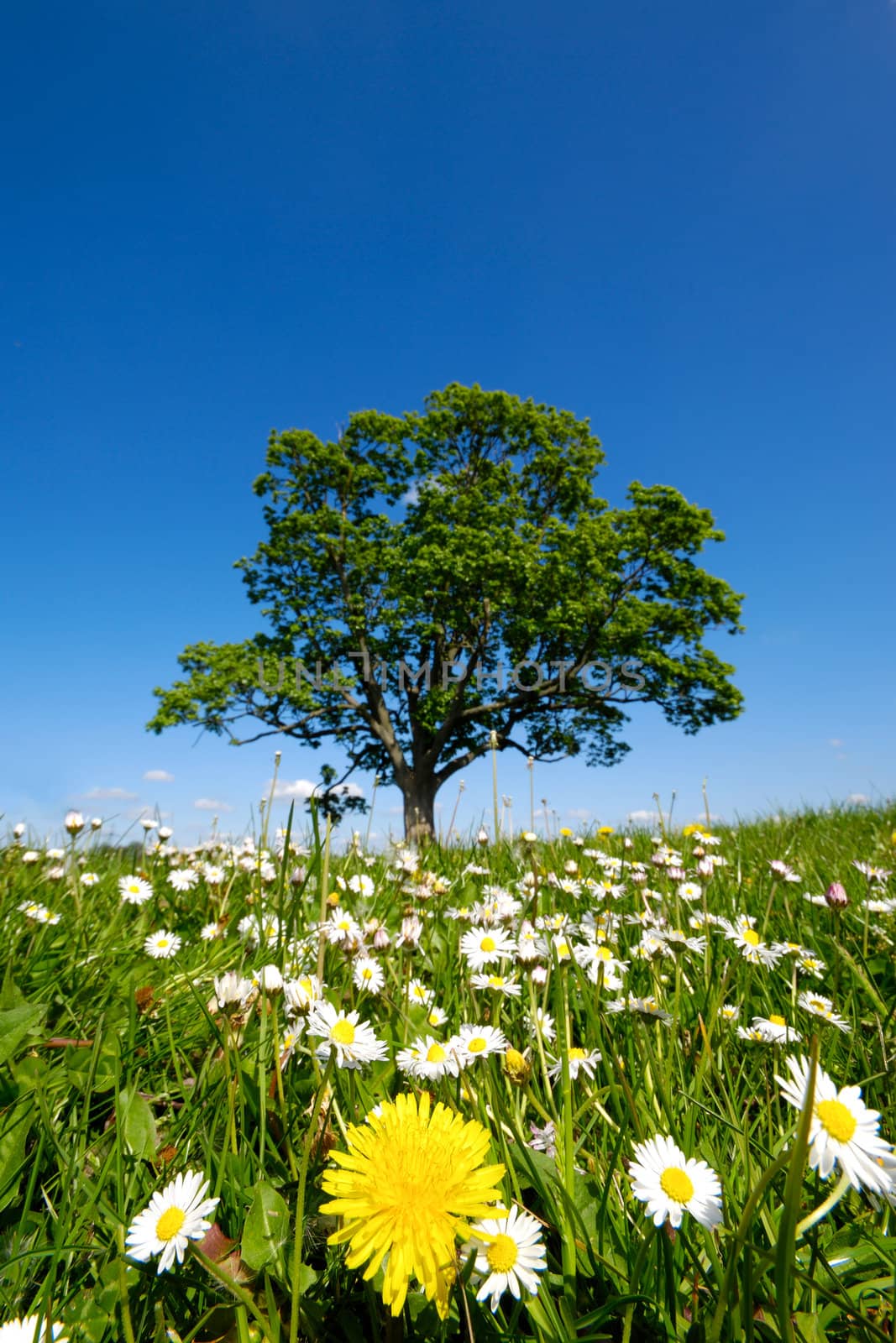 Dandelion and daisy flowers by cfoto