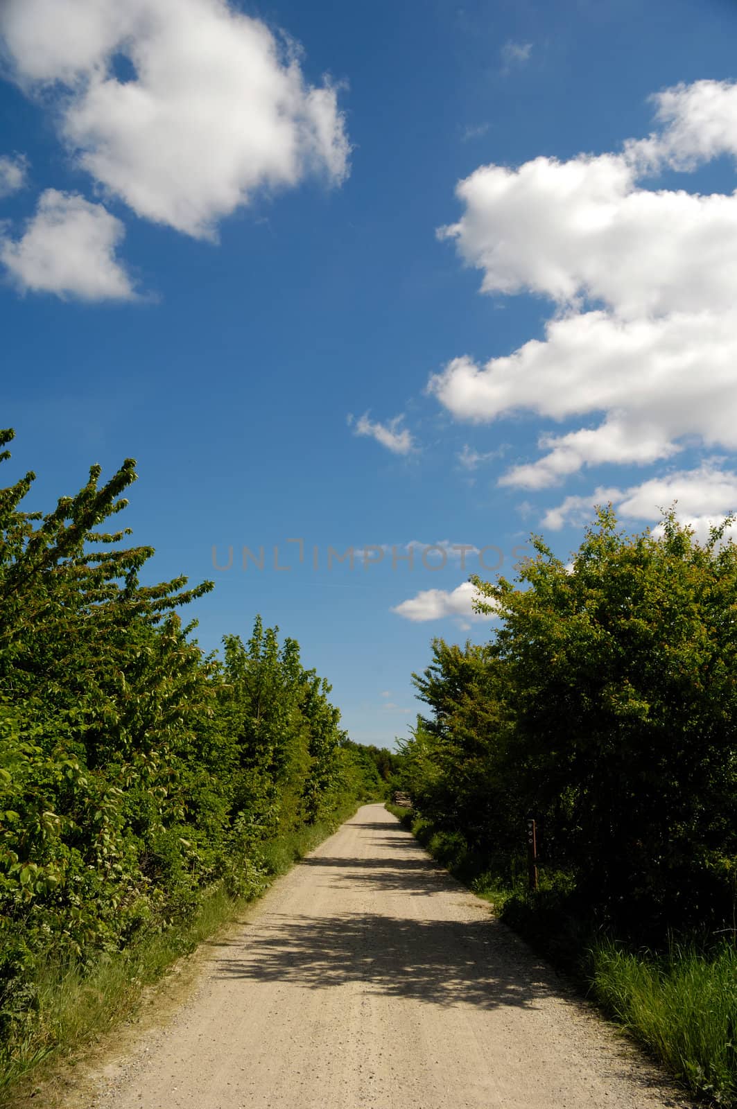 A pathway and nature with blue and cloudy sky