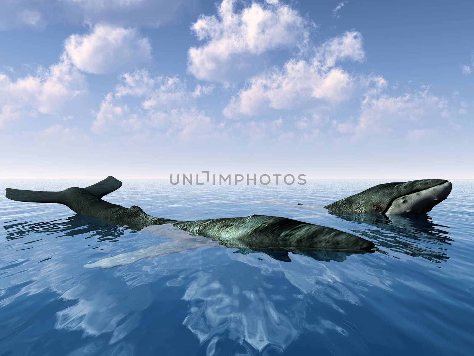 whale  surfacing in the sea