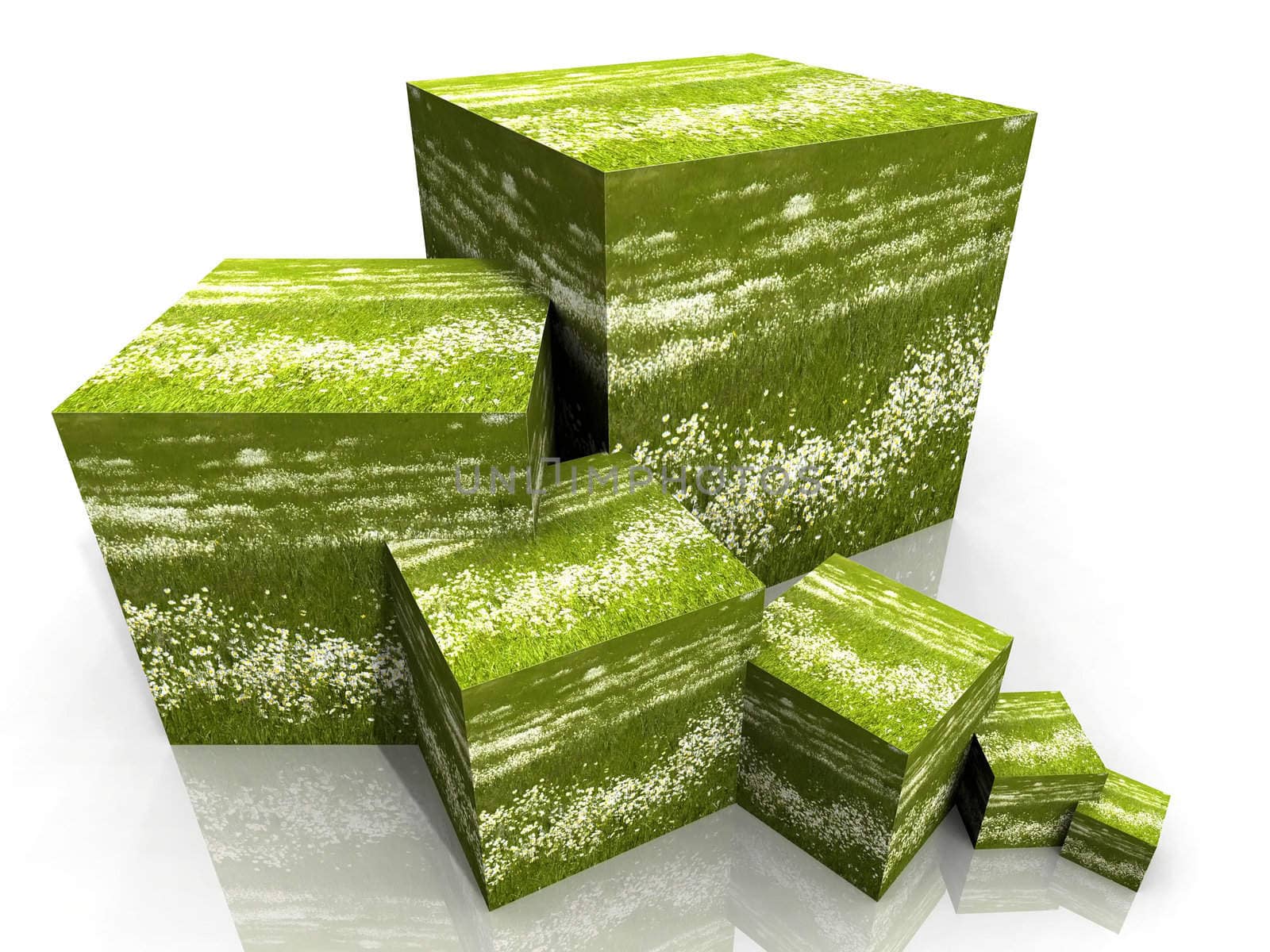 cube of daisies and grass