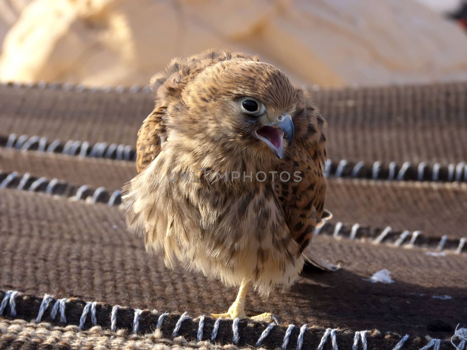 young hawk waiting for dressage