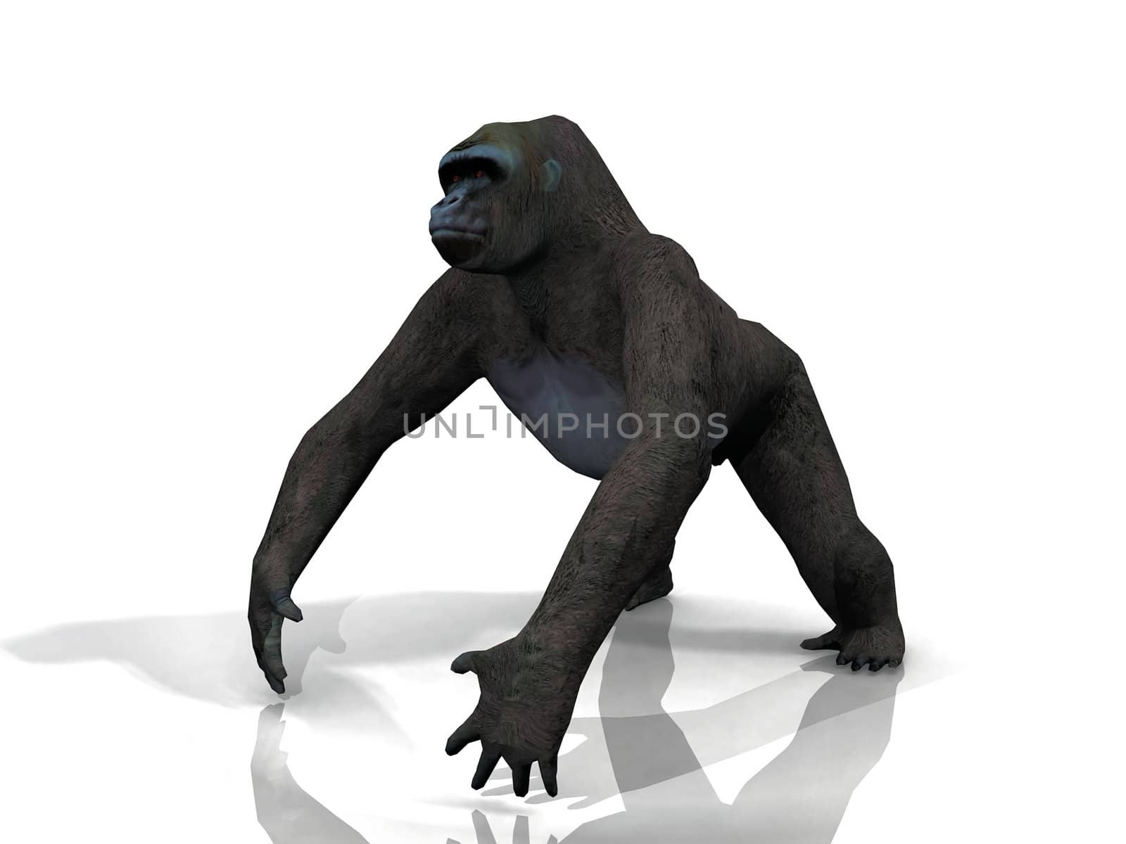 a gorilla on a white background