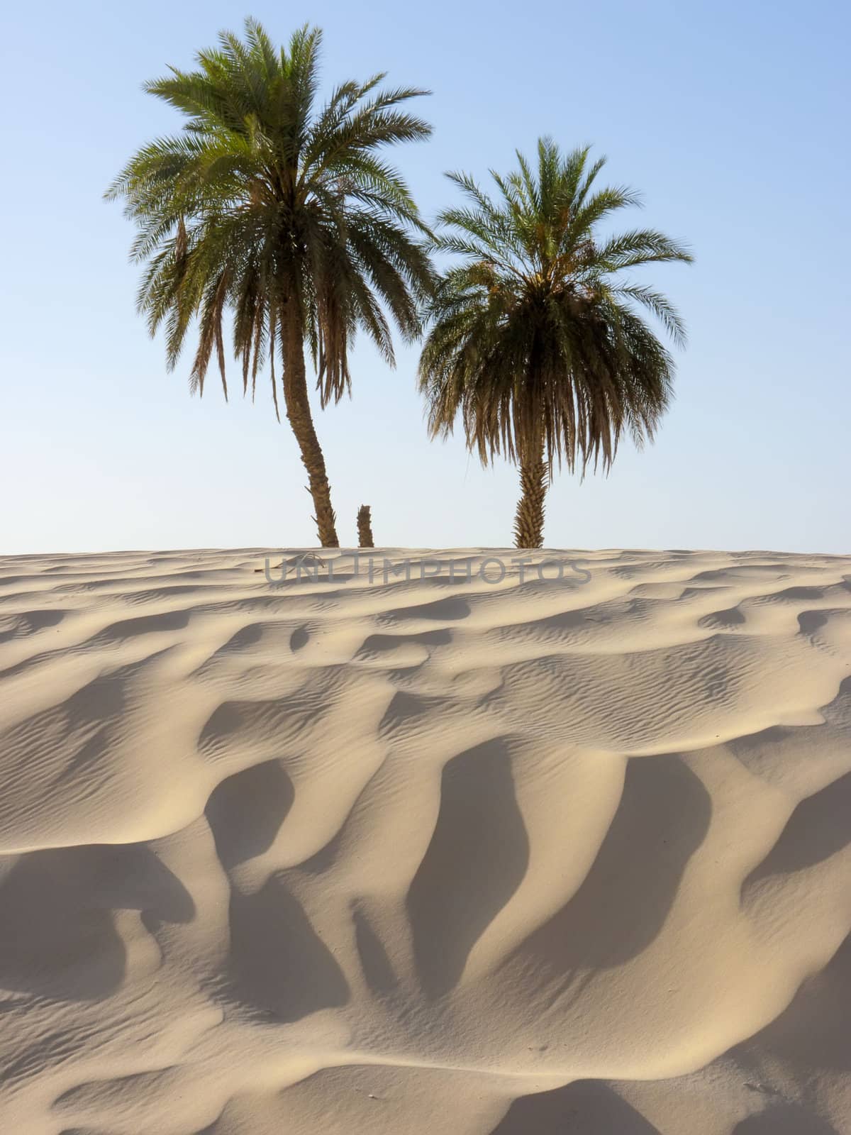 sand dune and palm tree in the desert