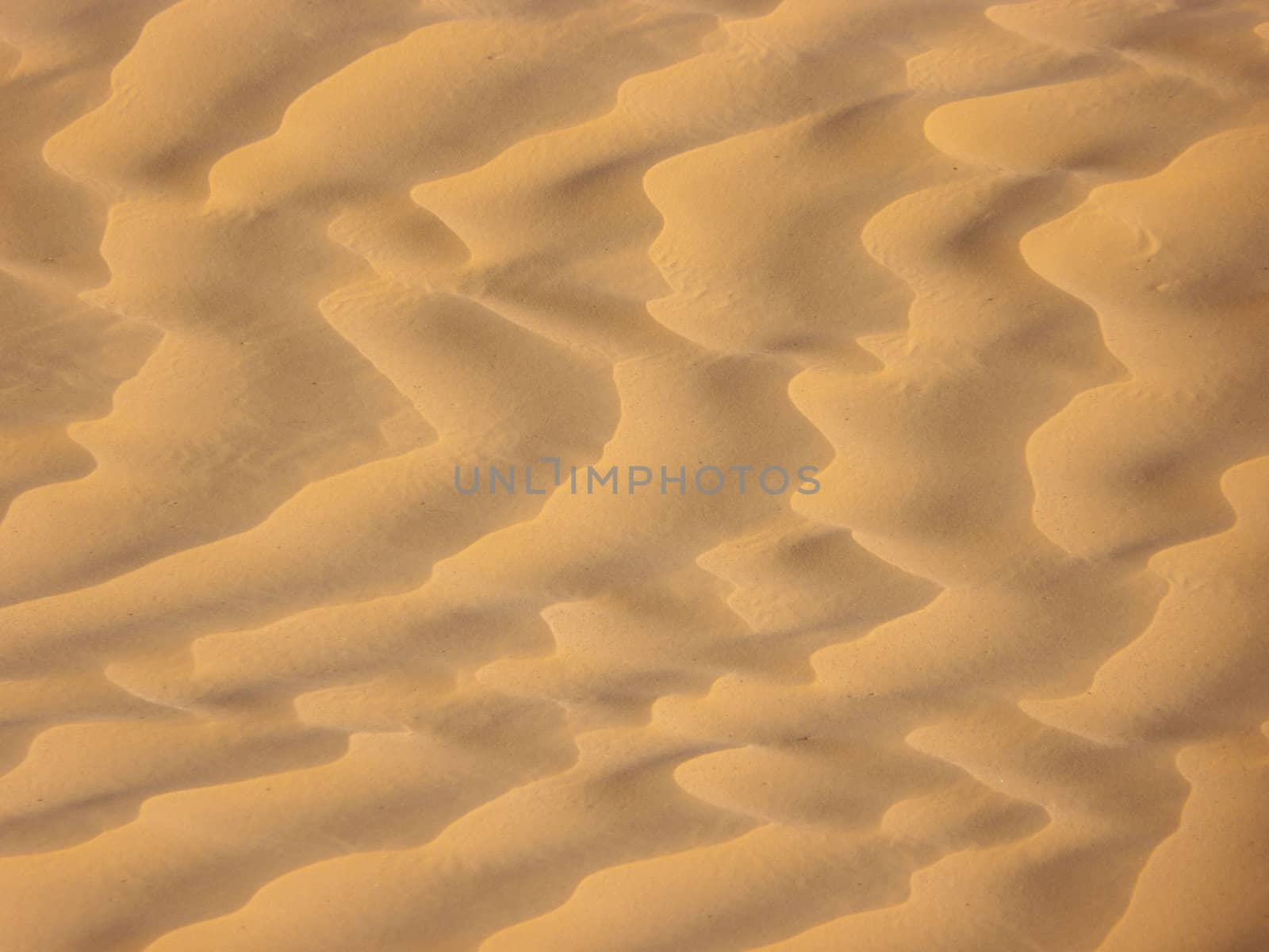 sand and dune in the desert