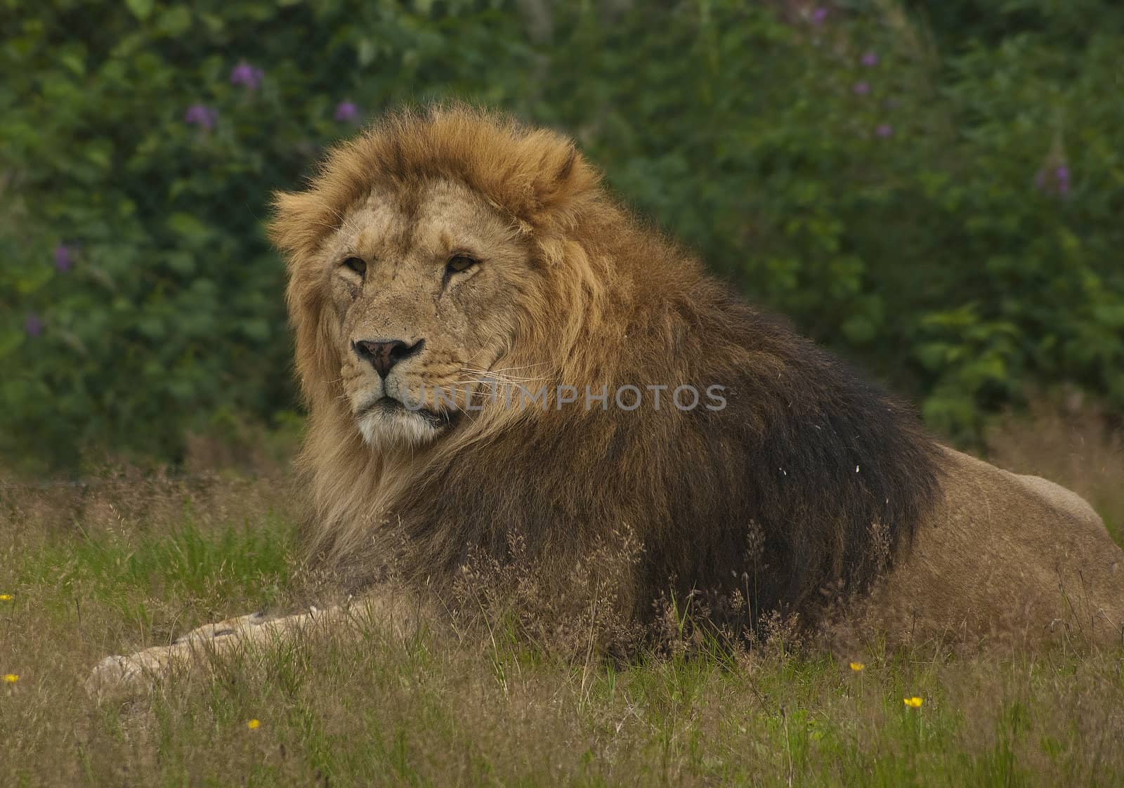 From the lion park Gifskud zoo in Denmark