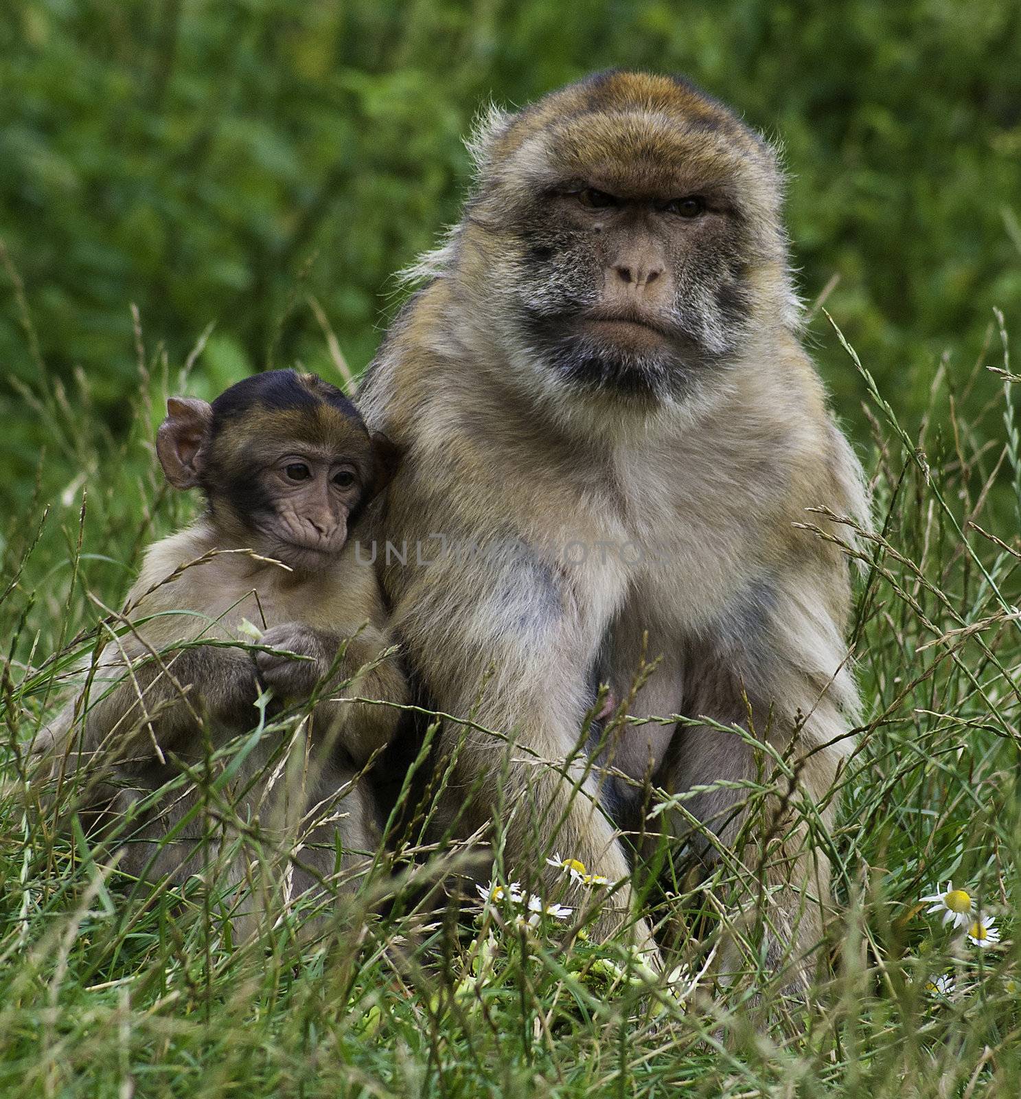 Taken in Gifskud zoo in Denmark