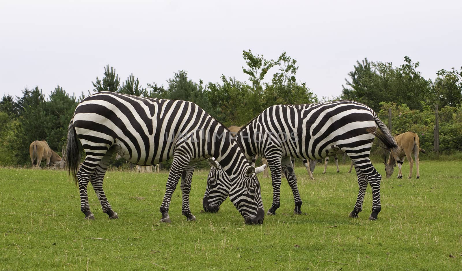 Taken in Gifskud zoo Denmark